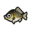 Crucian Carp