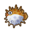 Puffer Fish