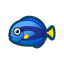 Surgeonfish