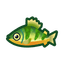 Yellow Perch
